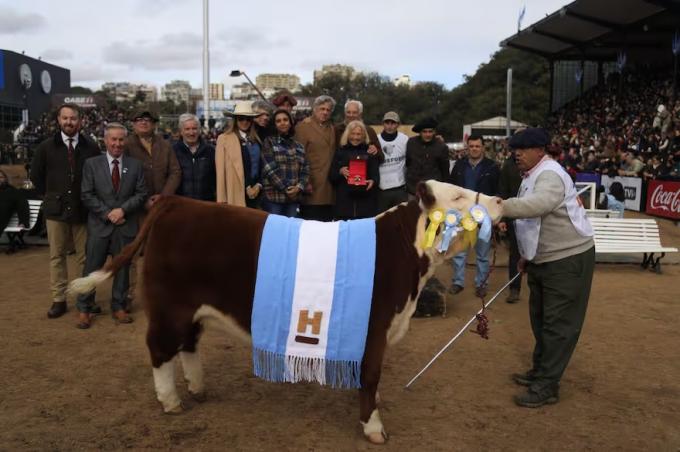 Muñeca. Hereford brilló en la pista de Palermo y eligió al Gran Campeón Hembra de la raza