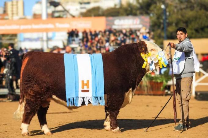 Grandes campeones. Sacerdote dio el batacazo en Hereford y una hembra hizo historia en Angus
