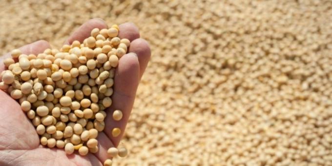 Además de los futuros, ahora también los precios de la soja disponible comenzaron a reflejar la anunciada rebaja de retenciones