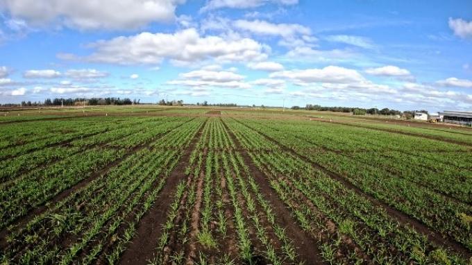 Lluvias sobre toda el área agrícola mejoraron la oferta hídrica para el trigo