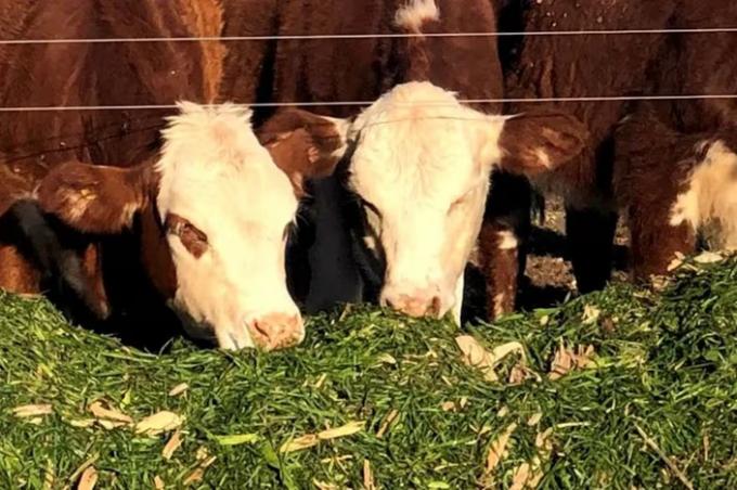 Más vientres y más leche un informe refleja señales de firmeza en el negocio ganadero