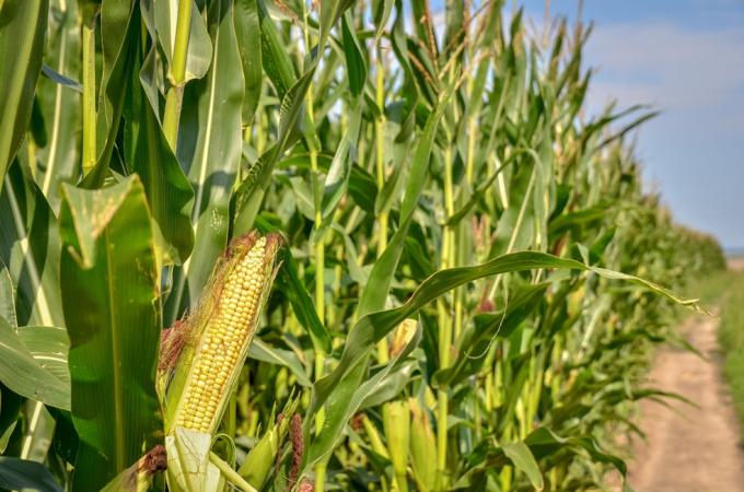 Gran campaña se viene la revancha para un cultivo que fue golpeado por una plaga