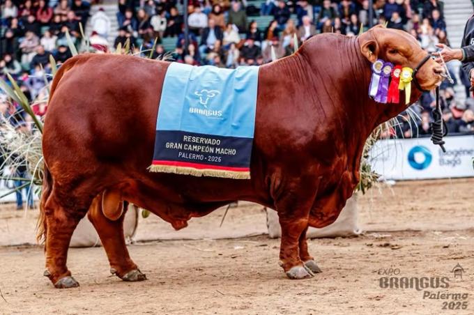 Récord en el país el famoso toro Mafioso se vendió en el equivalente a US$200.000 por su 50%
