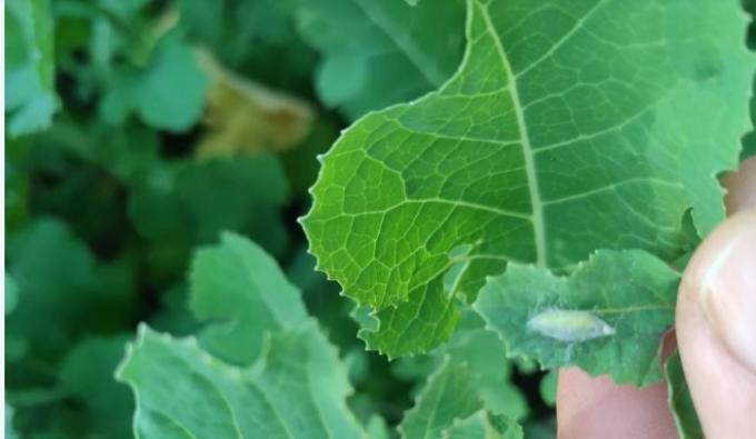 El 90% de las brassicaceas entrerrianas presentan una condición entre Buena y Muy Buena