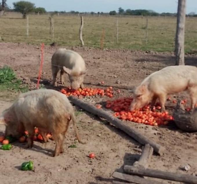 Se repite la triste postal de tirar comida. Por importaciones y caída del consumo, productores de Corrientes no tienen mercado para sus tomates de alta calidad