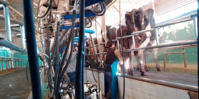 Desmejora la situación de los tambos. Se estancó el precio de la leche, empeoró la relación con los insumos, y se espera el impacto de la mayor oferta de primavera