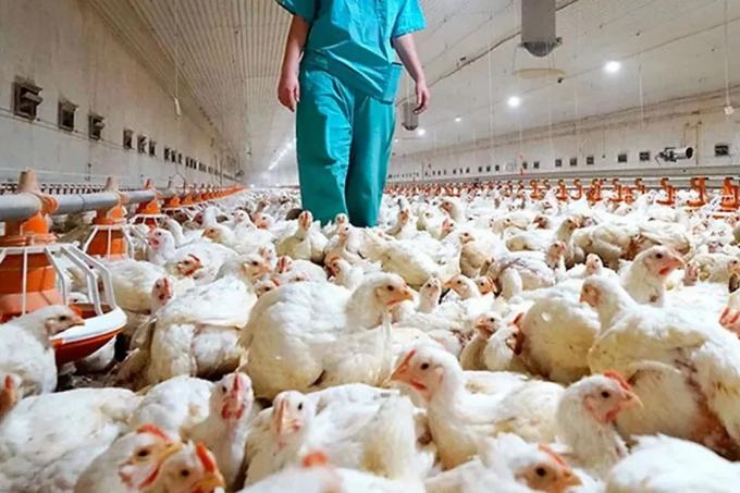 Argentina suspende exportaciones aviares por un caso de gripe aviar en Buenos Aires