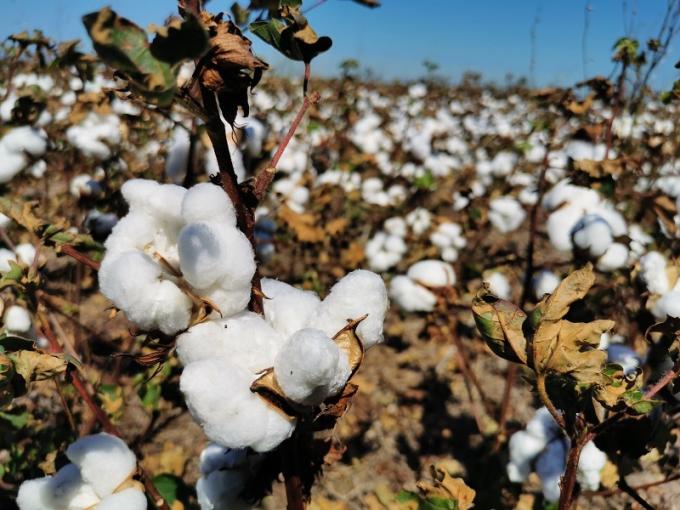 Santa Fe: finalizó la cosecha de algodón con más de 209 mil toneladas y avanzan las siembras de girasol y maíz