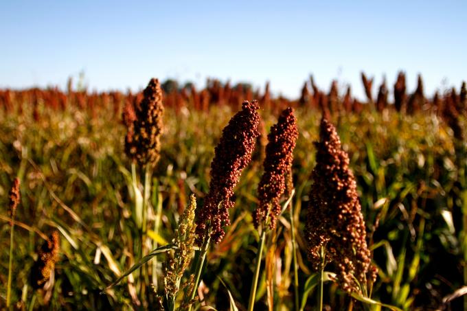 La producción de sorgo 2024/2025 creció 16% respecto a la campaña anterior