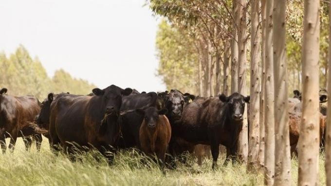 Se mantendrá la firmeza en los precios de la hacienda para invernada