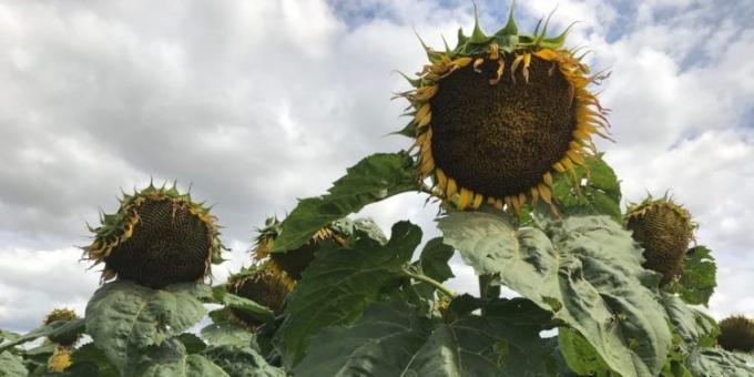 El girasol va camino a ser uno de los mejores negocios del ciclo 2025/26: Se acelera la venta de forwards