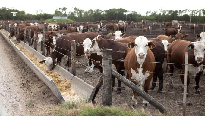 Feedlots en Argentina: más de 2 millones de cabezas y señales de alerta en la rentabilidad