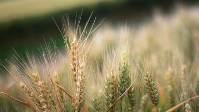 El trigo está con márgenes al límite