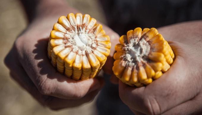 Los maíces enanos serán la próxima revolución en el sector agrícola, según un investigador de Purdue, medio cowboy, que anduvo por Rosario