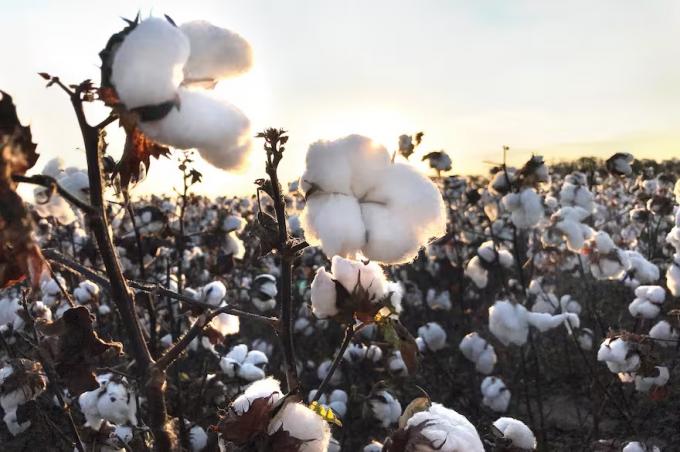 Plan histórico buscan revolucionar el oro blanco y generar más de US$700 millones