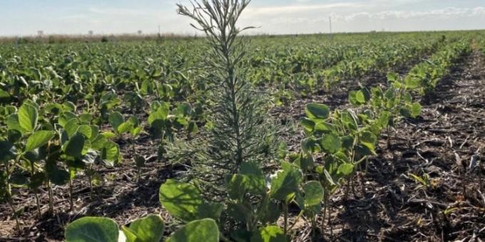 Aapresid actualizó su mapa de malezas y la foto es mala. Crece en Argentina el área con yuyos resistentes o tolerantes