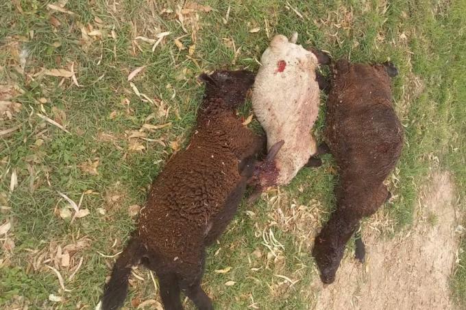Los ataques han vuelto preocupación por jaurías de perros que matan vacas y terneros