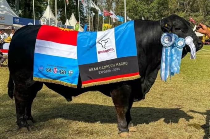 Uno de los más caros. La historia de Kukal, el toro sensación por el que pagaron una fortuna