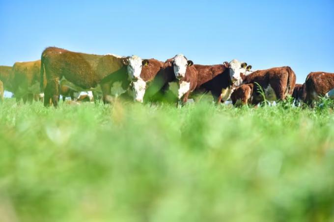 La salud del campo: los ganadores y perdedores en las economías regionales