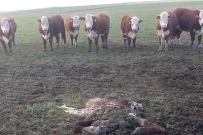 La sensación es de bronca los delincuentes entraron a un campo y dieron un duro golpe