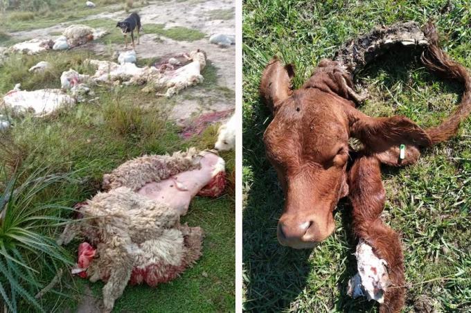 Esa gente anda armada alarma entre productores por robos y faena ilegal de hacienda en una frontera caliente con Brasil