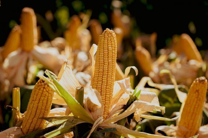 Santa Fe avanza la siembra de maíz temprano y girasol con incrementos del 20% y 13% en área implantada