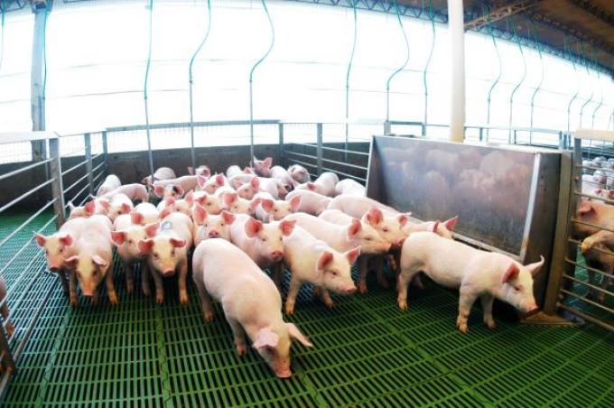 Récord histórico: la producción y el consumo de carne porcina alcanzan cifras inéditas en Argentina