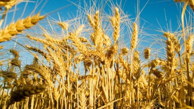 Trigo 2025 el 97,5% del cultivo se sostiene en condición óptima y mejora la proyección de la campaña
