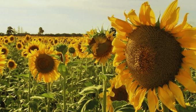 Siembra de girasol 2025/26 avanza con buen ritmo y marca una fuerte ventaja interanual