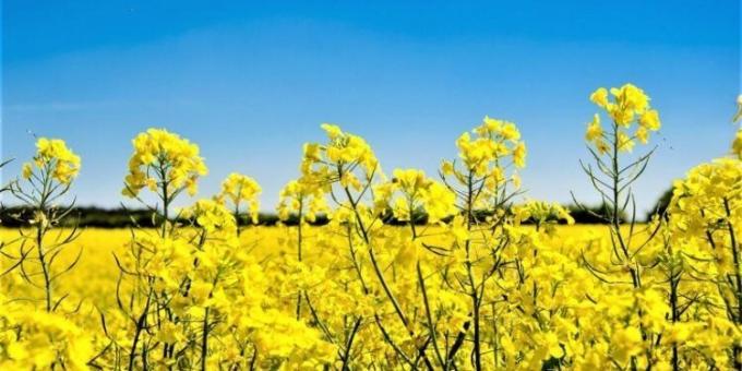El proteccionismo es un viaje de ida Cómo Canadá perdió el mercado chino de colza y promovió el surgimiento de proveedores alternativos