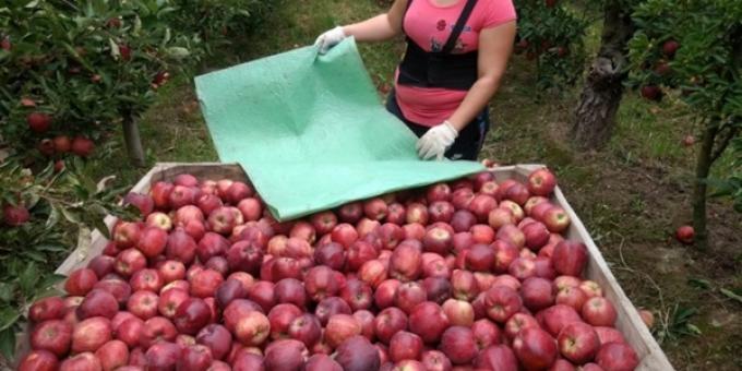 El 45% de las manzanas comercializadas en lo que va del año terminaron volcadas en la industria, que paga apenas un cuarto de lo que podría obtenerse en la exportación