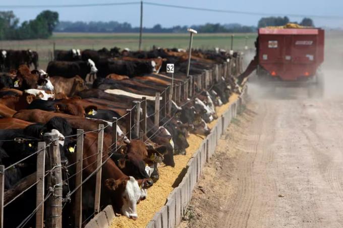 No hay negocio que aguante preocupado, un eslabón clave de la carne espera una revancha
