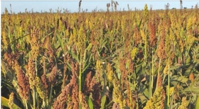 Alarma en Entre Ríos: la siembra de sorgo caería 45% y marcaría el nivel más bajo en seis años