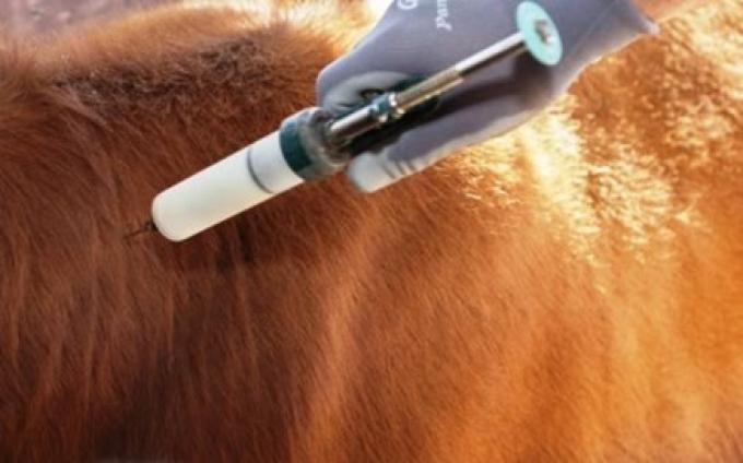 De algún modo va a entrar. El Senasa flexibilizó todavía más los requisitos para la importación de vacunas contra la fiebre aftosa