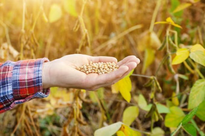 Presión en el mercado la necesidad de los exportadores empujó una mejora del precio de la soja