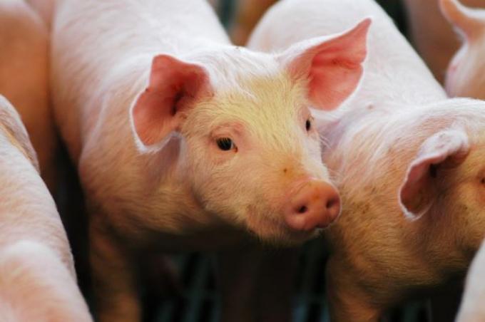 Régimen de créditos en kilos el Gobierno impulsa al sector porcino con más de $6.000 millones en financiamiento