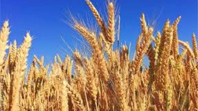 Cebada 2025/26 9 de cada 10 hectáreas muestran un estado óptimo y avanza la espigazón