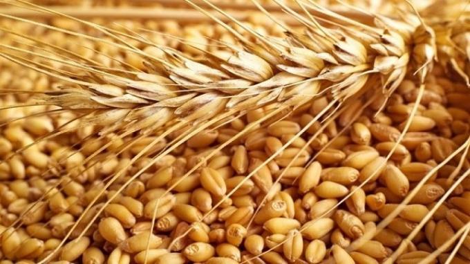 Trigo 2025/26 lluvias clave mejoran el cultivo y los rindes se acercan a niveles históricos