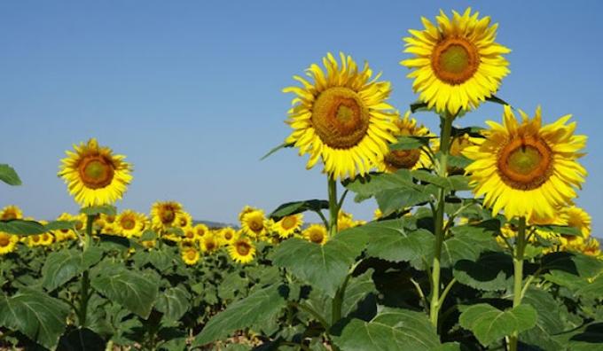 La siembra de girasol cubre un tercio del área proyectada buen estado del cultivo y primeras floraciones en el norte