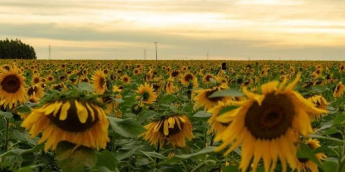 El girasol alto oleico fue el gran negocio de la campaña 2024/25 y quiere repetir la hazaña en el nuevo ciclo