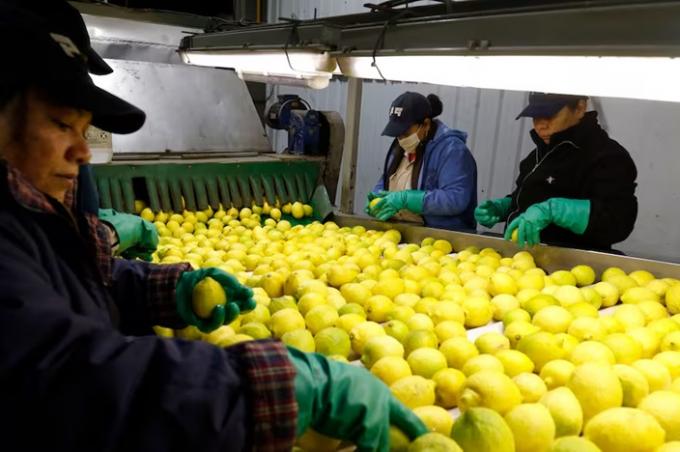 La revancha de la superfruta colapsó, muchos la dejaron y ahora vive el mayor boom de los últimos años