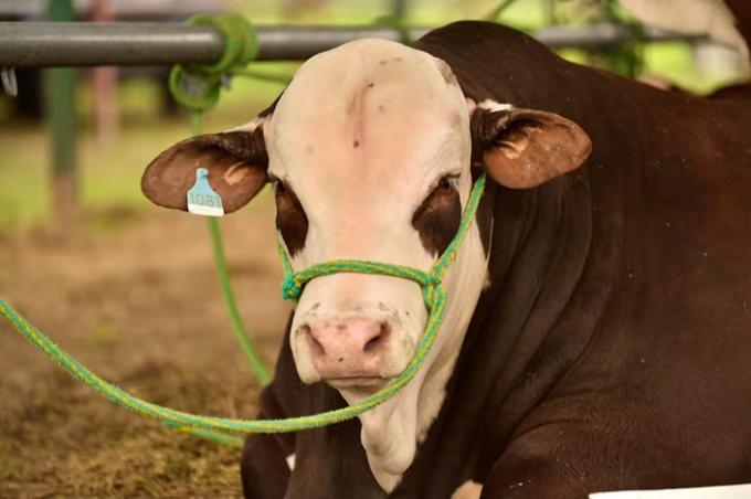 Algo impensado hace 15 años la raza bovina que salió a conquistar todos los rincones del país