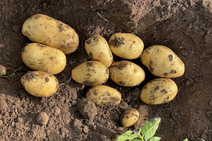 Sabemos cuidar el suelo fuerte rechazo de productores de papa a un anteproyecto de ley de ingenieros agrónomos