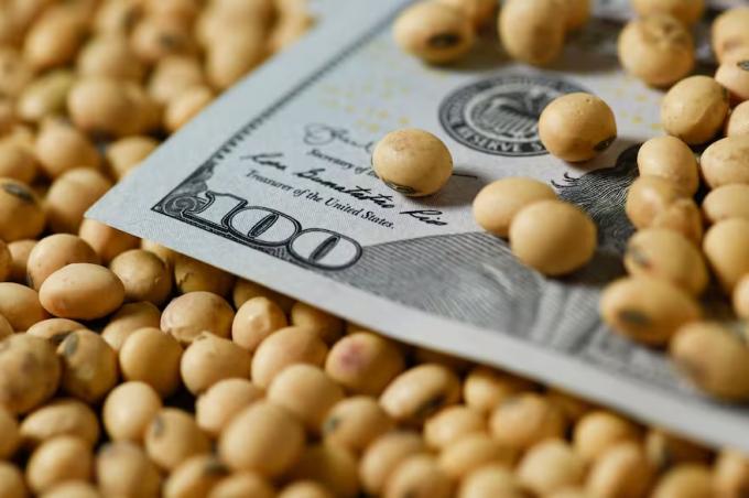 Determinante las categóricas razones detrás de la caída del cultivo estrella del agro argentino