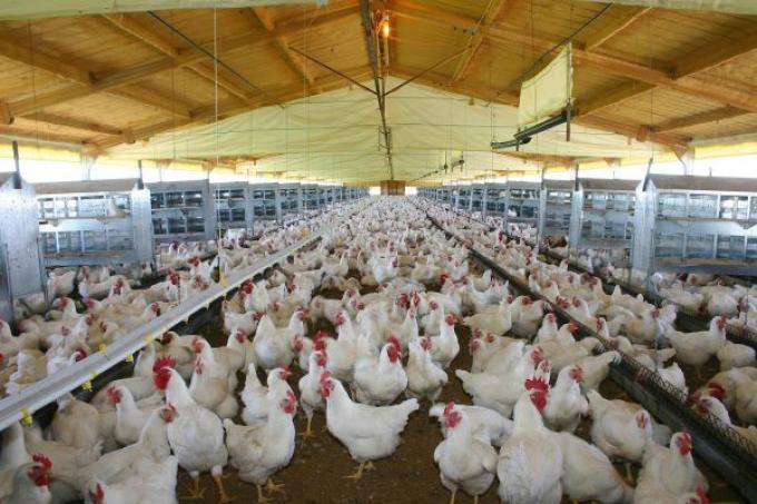 Las exportaciones de carne aviar crecieron 8% interanual en valor en los primeros 8 meses del año