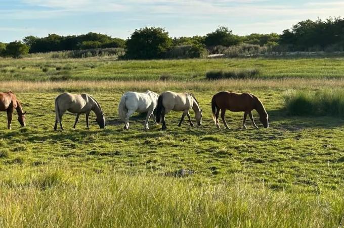 Caballos con la llegada de las lluvias y mosquitos, alertan por el riesgo de nuevos brotes de encefalomielitis equina en la Argentina