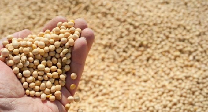 Retenciones 0 productores de soja captaron dos tercios del beneficio, según la Fundación Mediterránea