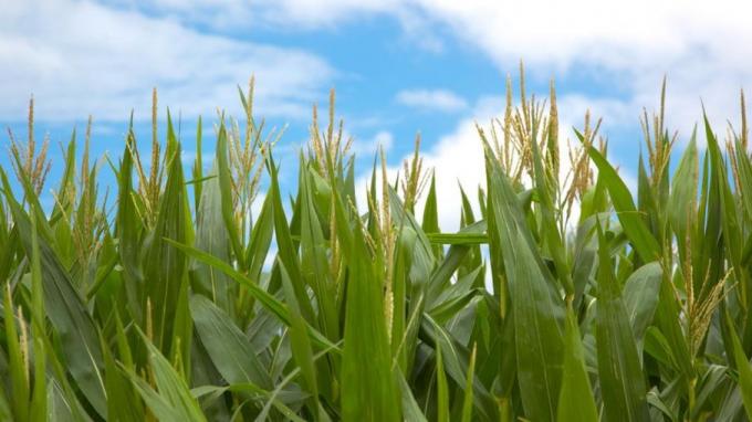 Siembra de maíz 2025 el exceso de lluvias frena los trabajos y reduce los planes de implantación temprana