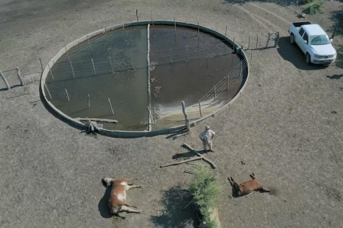 Perdió 317.000 vacas presentaron un relevamiento sobre un demoledor fenómeno climático en una provincia