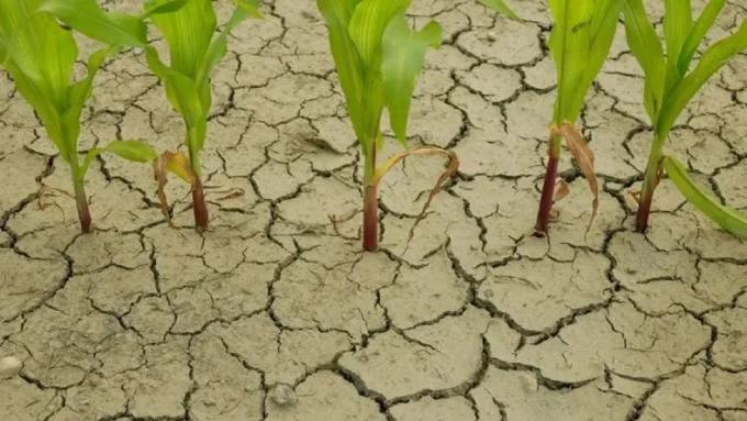 Se incrementa en cinco puntos la probabilidad de una fase “La Niña” para el verano 2025/26